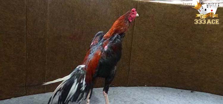 Kenali Jenis Ayam Bangkok Suro - 333ACE.CO | Agen Judi ...